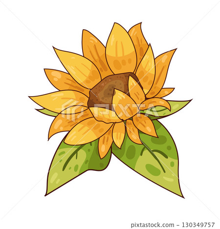 illustration of sunflower illustration of sunflower 130349757