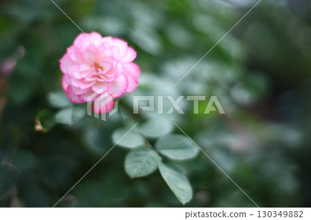 粉紅色的玫瑰 粉紅色的玫瑰 130349882