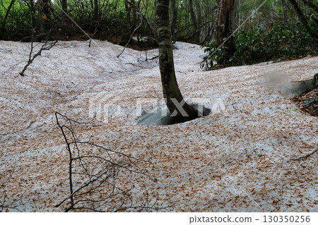 Beech forest 130350256