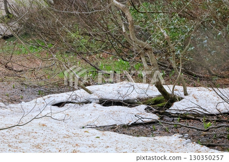 Beech forest 130350257