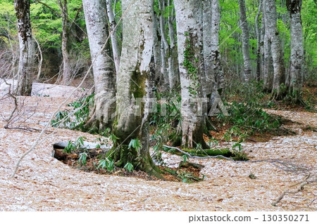 Beech forest 130350271