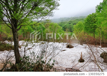 山毛櫸森林 山毛櫸森林 130350275