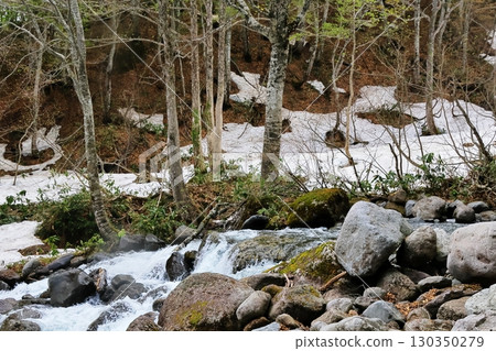 山毛櫸森林 山毛櫸森林 130350279