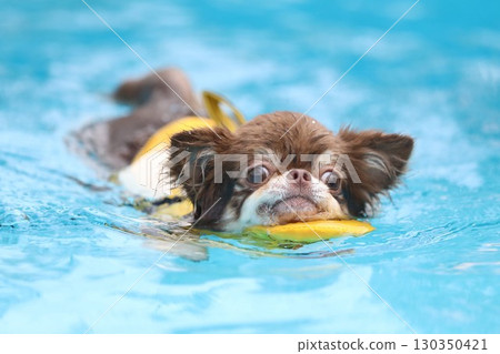 Chihuahua swimming in a life jacket Chihuahua swimming in a life jacket 130350421
