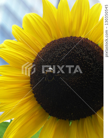大黃蜂和向日葵 130350545
