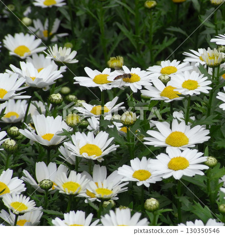 Daisies and hoverflies decorating the garden 130350546