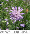 A honeybee flies over a scabiosa plant in search of nectar 130350548