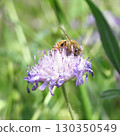 A honeybee collecting nectar from a scabiosa 130350549