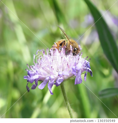 A honeybee collecting nectar from a scabiosa A honeybee collecting nectar from a scabiosa 130350549