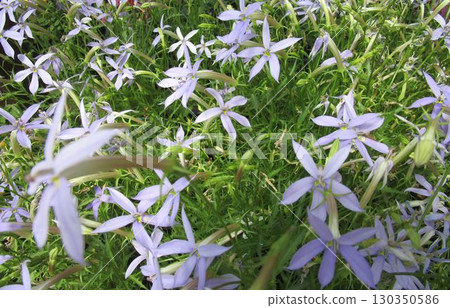 Close-up of pale purple flowers of Isotoma 130350586