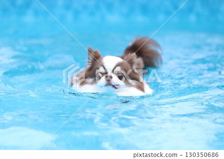 Chihuahua swimming in the pool in midsummer Chihuahua swimming in the pool in midsummer 130350686
