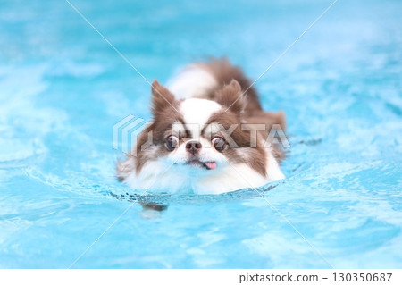 Chihuahua swimming in the pool in midsummer Chihuahua swimming in the pool in midsummer 130350687