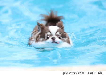 盛夏時節,吉娃娃在泳池裡游泳 盛夏時節,吉娃娃在泳池裡游泳 130350688