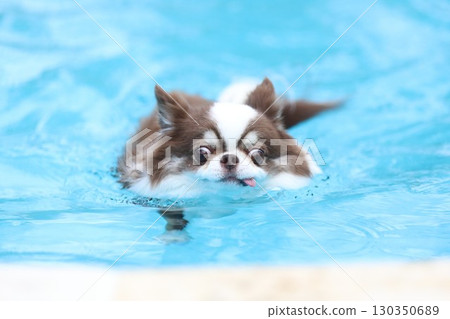 Chihuahua swimming in the pool in midsummer Chihuahua swimming in the pool in midsummer 130350689