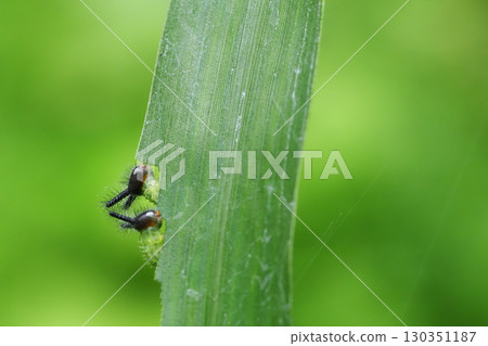 The larvae of the black butterfly eating the leaves of the jujube plant 130351187