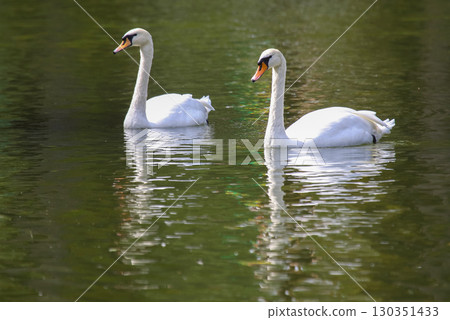 Swans gracefully gliding on a tranquil pond during a sunny afternoon 130351433
