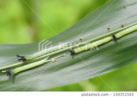 Crocodon butterfly larva 130351583