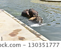 Asian elephants mating 130351777