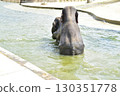 Asian elephants mating 130351778