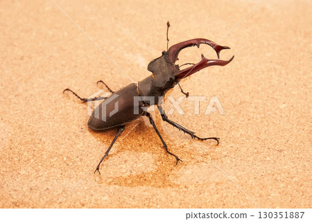 Unique stag beetle displays impressive mandibles on sandy surface in natural habitat 130351887