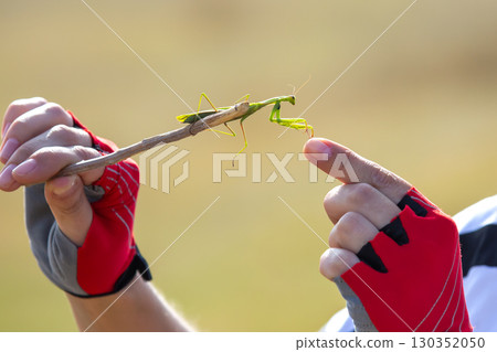 Nature exploration with a mantis on a stick during a sunny day outdoors Nature exploration with a mantis on a stick during a sunny day outdoors 130352050