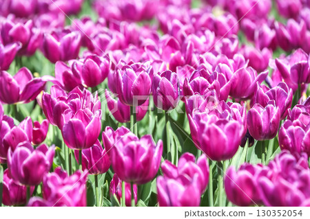 Vibrant display of blooming purple tulips in a sunny garden during spring season 130352054