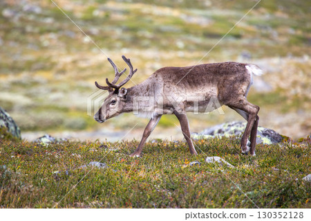Wild reindeer wandering through the scenic landscape of Norway during autumn months 130352128