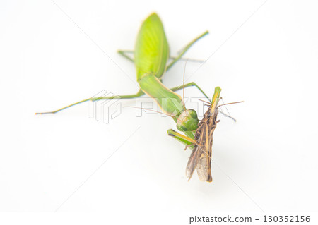 Praying mantis hunting and capturing a moth in a natural setting 130352156