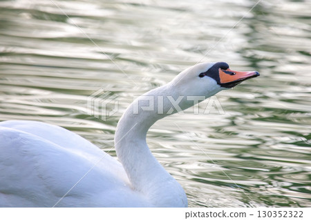 Majestic swan gliding gracefully across the tranquil lake at sunrise Majestic swan gliding gracefully across the tranquil lake at sunrise 130352322