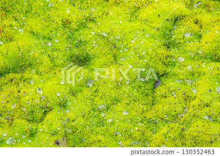 Lush green moss covering the ground in Iceland's unique landscape during a rainy day 130352463