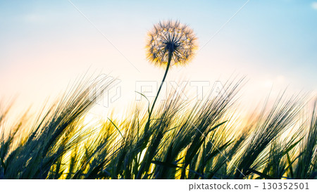 Alone dandelion stands out in a field of wheat at sunset illuminating the sky Alone dandelion stands out in a field of wheat at sunset illuminating the sky 130352501