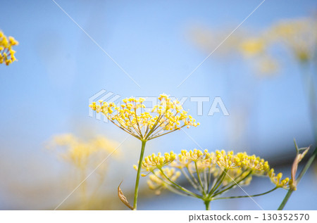 A maiden flower 130352570