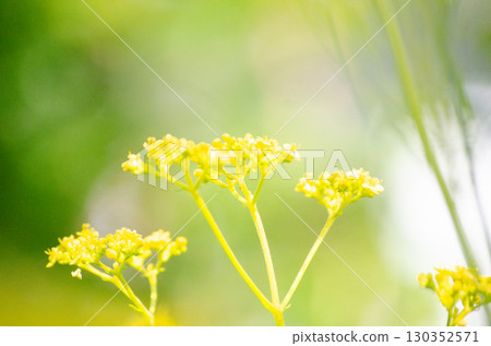 A maiden flower 130352571