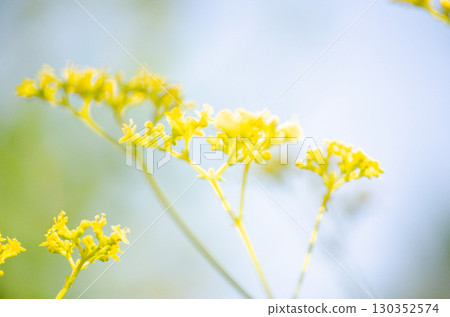 A maiden flower A maiden flower 130352574