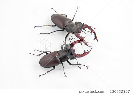 Large beetles displaying unique features in a natural setting captured during daylight hours 130352597