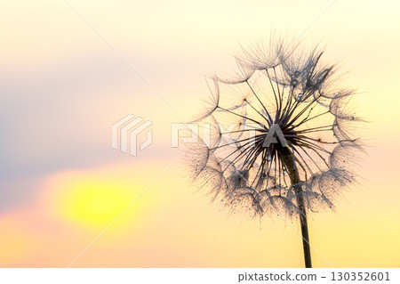 Delicate dandelion seed head silhouetted against a pastel sunset sky 130352601
