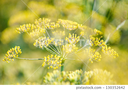 Fennel 130352642
