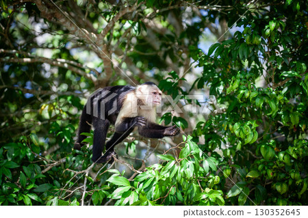 Capuchin monkey Capuchin monkey 130352645