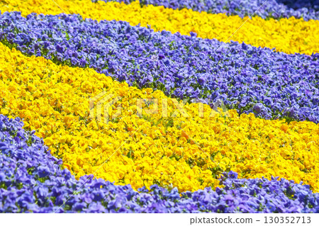 Brightly colored flower field showcases vibrant yellow and blue blooms in springtime Brightly colored flower field showcases vibrant yellow and blue blooms in springtime 130352713
