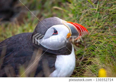 Puffin resting on grassy terrain in Iceland during the daylight hours 130352714