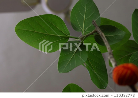 A single red and yellow ritual thread ball tied to a Banyan branch, with green foliage in the background. 130352778