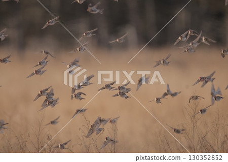 A flock of redpolls taking off from the grassland 130352852