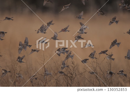 A flock of redpolls flying over the grassland 130352853