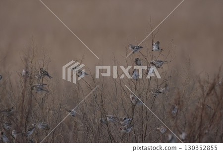 Redpolls foraging in a flock 130352855