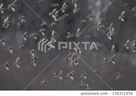 A flock of redpolls flying across the grassland 130352856