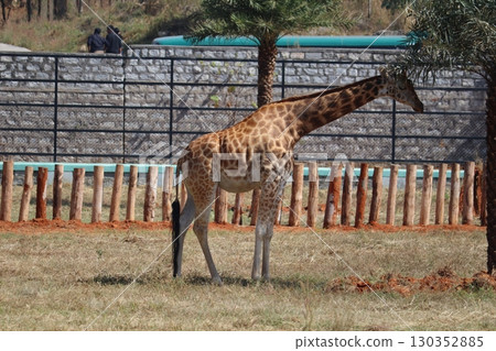 A tall giraffe standing and feeding inside a zoo enclosure, Bannerghatta National Park, Bengaluru, India A tall giraffe standing and feeding inside a zoo enclosure, Bannerghatta National Park, Bengaluru, India 130352885