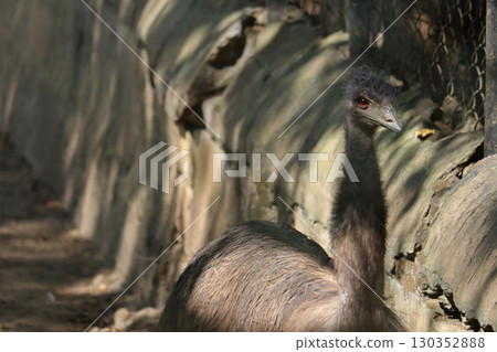 A close-up of an emu bird standing near a wall inside a zoo enclosure, Bannerghatta National Park, Bengaluru, India. A close-up of an emu bird standing near a wall inside a zoo enclosure, Bannerghatta National Park, Bengaluru, India. 130352888