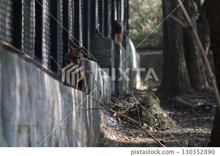 Two jackals standing and exploring near a fence inside a zoo enclosure, Bannerghatta National Park, Bengaluru, India. 130352890