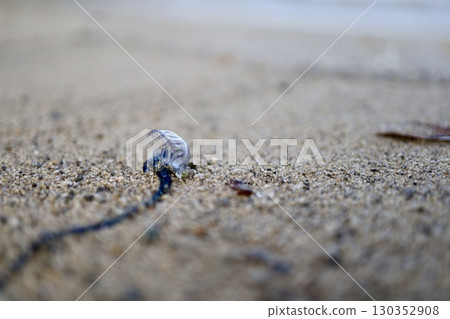 美麗危險的生物 130352908