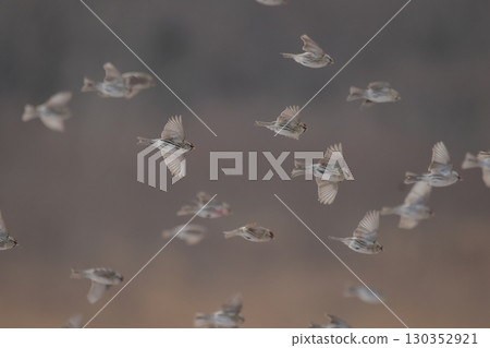 Flock of flouncing benihiwa 130352921